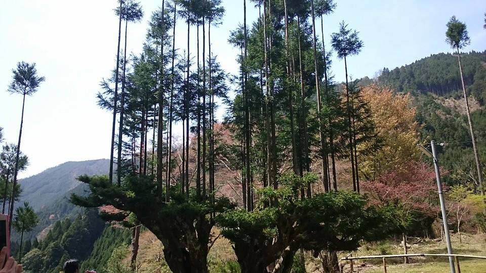 植木 北山大杉 庭木 取りに来ていただける方限定 - 山梨県のその他